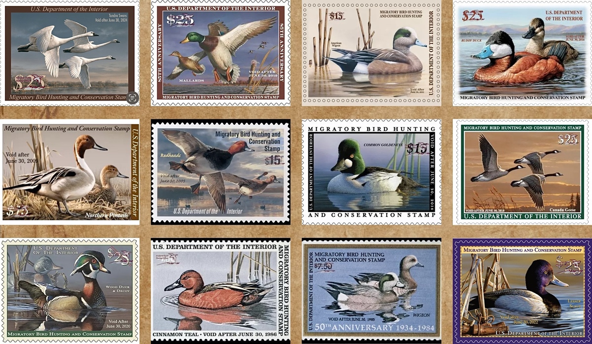The 2023 Federal Duck Stamp Art Contest is Sept. 15 and 16 Ducks